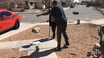 暴躁老爹爆料视频,揭秘背后惊人真相